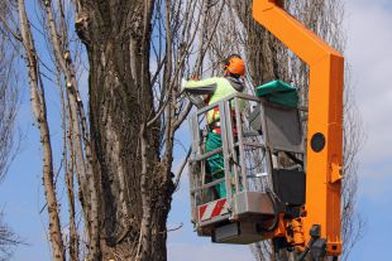 Tree trimming services in Bucks PA