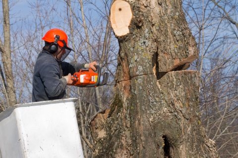 Tree removal services in Bucks PA