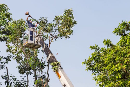 Crane Service for Tree Trimming and Pruning in Bucks PA