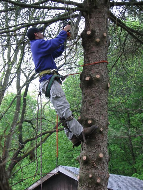 Tree trimming services in Bucks PA