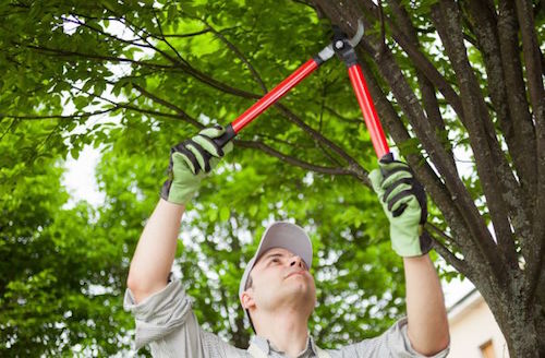 Tree Landscaping Service for Trees, Bushes, and Shrub Care Bucks PA